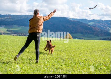 fille lance un bâton pour le labrador brun retriever dans le champ vert Banque D'Images