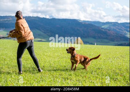 fille lance un bâton pour le labrador brun retriever dans le champ vert Banque D'Images