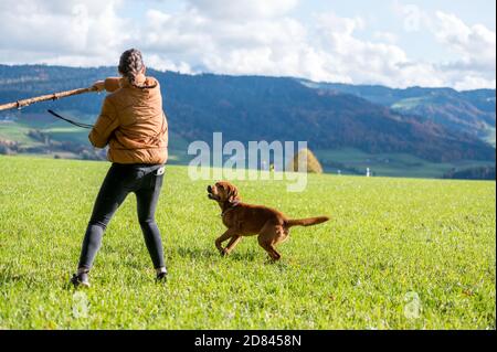 fille lance un bâton pour le labrador brun retriever dans le champ vert Banque D'Images