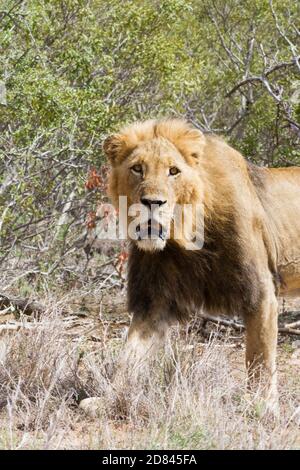 Portrait en gros plan d'un lion mâle adulte avec une belle manne sombre dans le parc national Kruger, Afrique du Sud Banque D'Images