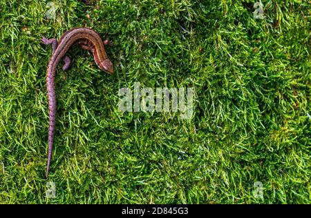 Poncez le lézard sur des mousses vertes, vue rapprochée du dessus. Fond naturel avec un endroit pour votre contenu Banque D'Images