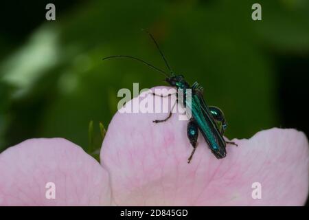 Grüner Scheinbockkäfer, Blaugrüner Schenkelkäfer, Scheinbockkäfer, Schenkelkäfer, Männchen, Oedemera nobilis, False Oil Beetle, Thick-legged Flower be Banque D'Images