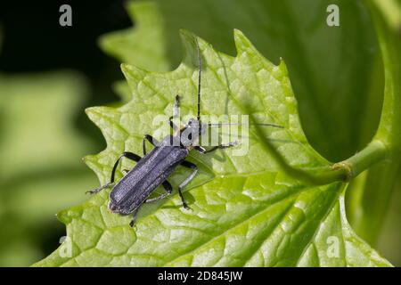 Dunkler Fliegenkäfer, Dunkeler Fliegenkäfer, Eichenweichkäfer, Eichen-Weichkäfer, Cantharis obscura, Cantharis bicolor, coléoptère de soldat noir, le télép Banque D'Images