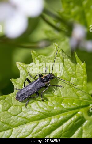 Dunkler Fliegenkäfer, Dunkeler Fliegenkäfer, Eichenweichkäfer, Eichen-Weichkäfer, Cantharis obscura, Cantharis bicolor, coléoptère de soldat noir, le télép Banque D'Images