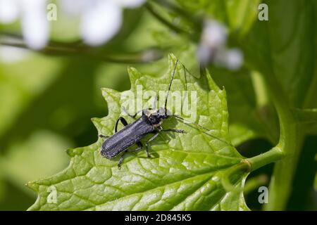 Dunkler Fliegenkäfer, Dunkeler Fliegenkäfer, Eichenweichkäfer, Eichen-Weichkäfer, Cantharis obscura, Cantharis bicolor, coléoptère de soldat noir, le télép Banque D'Images