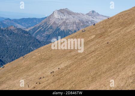 groupe de randonneurs sur une crête avec un troupeau de ibex Banque D'Images