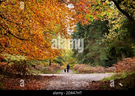 Forêt de Dean, Royaume-Uni. 26 octobre 2020. Pépilage des feuilles. Couleurs d'automne dans le feuillage des arbres dans la forêt de Dean, Gloucestershire, où la forêt de Dean et l'Office de Tourisme de Wye Valley ont lancé un sentier de 'peeping de feuille'. Le leaf Peeping est un terme de plus en plus populaire au Royaume-Uni qui vient d'Amérique du Nord où les gens aiment voyager pour voir et photographier la saison changeante, alors que le feuillage passe des verts d'été aux jaunes, aux rouges et aux dorés de l'automne. Crédit: Thousand Word Media Ltd/Alay Live News Banque D'Images