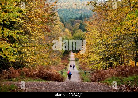 Forêt de Dean, Royaume-Uni. 26 octobre 2020. Pépilage des feuilles. Couleurs d'automne dans le feuillage des arbres dans la forêt de Dean, Gloucestershire, où la forêt de Dean et l'Office de Tourisme de Wye Valley ont lancé un sentier de 'peeping de feuille'. Le leaf Peeping est un terme de plus en plus populaire au Royaume-Uni qui vient d'Amérique du Nord où les gens aiment voyager pour voir et photographier la saison changeante, alors que le feuillage passe des verts d'été aux jaunes, aux rouges et aux dorés de l'automne. Crédit: Thousand Word Media Ltd/Alay Live News Banque D'Images