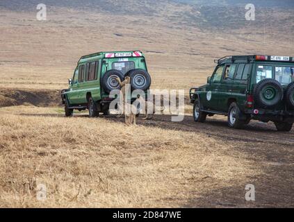 Zone de conservation de Ngorongoro, lions joue avec les visiteurs jeep Banque D'Images