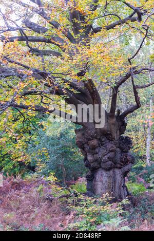 Tronc ronlé et déformé d'un vieux hêtre, réserve naturelle de Burnham Beeches, Buckinghamshire, Angleterre, Royaume-Uni Banque D'Images