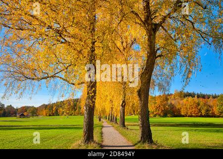 DE - BAVIÈRE: Bouleau d'automne le long de Dorschhauser Weg à Bad Wörishofen dans l'Allgäu (HDR-Photography) Banque D'Images