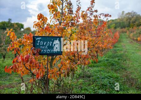 Les pommiers aux couleurs d'automne poussent sur des arbres à Hofladen Potsdam - Neumannes Erntegarten à Potsdam, en Allemagne Banque D'Images