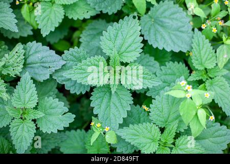 Les feuilles des orties (Urtica dioica) poussent dans un verger de Potsdam, en Allemagne Banque D'Images