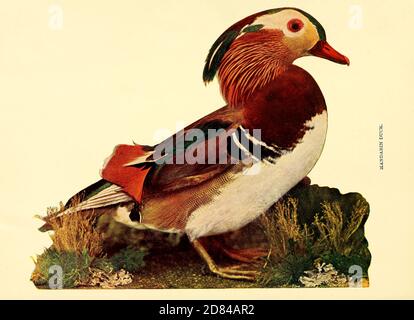 Le canard mandarin (Aix galericulata) est une espèce de canard perçant originaire du Paléarctique oriental. Il est de taille moyenne, de 41 à 49 cm (16 à 19 po) de long, avec une envergure de 65 à 75 cm (26 à 30 po). Il est étroitement lié au canard de bois nord-américain, le seul autre membre du genre Aix. D'oiseaux : illustré par la photographie en couleur : une série mensuelle. Connaissance de Bird-LIFE vol 1 No 1 janvier 1897 Banque D'Images