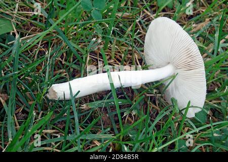 Champignon de la Grisette (Amanita vaginata) Banque D'Images