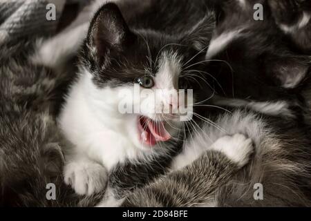 gros plan d'une portée de chatons de tuxedo mignons Banque D'Images