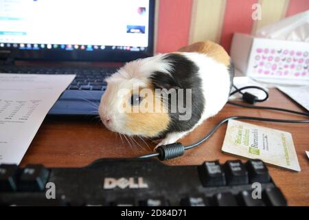 Guinée cochon sur un bureau à côté d'un ordinateur portable au Royaume-Uni. Travailler à domicile. Banque D'Images