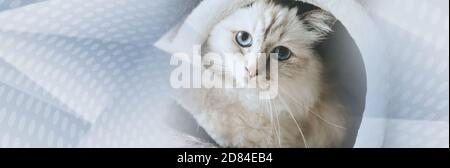 Portrait du beau chat sacré de birmanie avec les yeux bleus dans une maison de chat. Bannière panoramique Banque D'Images