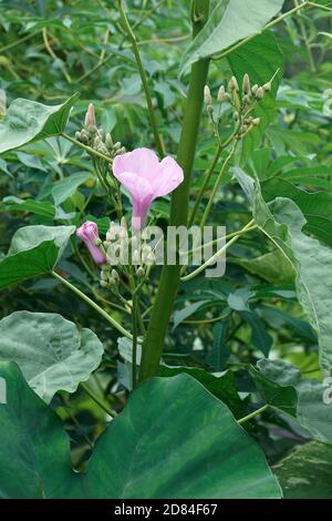 Rose matin gloire (Ipomoea carnea). Il a également appelé Bush Morning Glory Banque D'Images