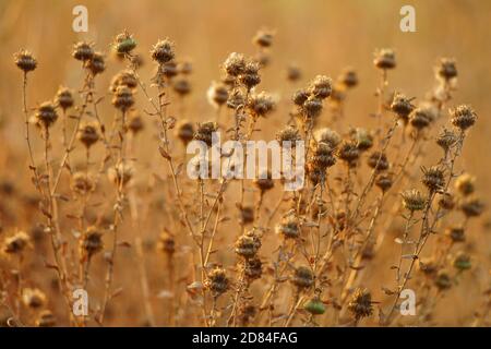 Fleurs brunes sèches et aiguisées qui poussent dans le champ d'automne. Banque D'Images