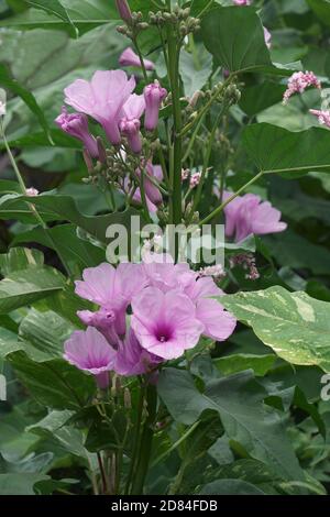 Rose matin gloire (Ipomoea carnea). Il a également appelé Bush Morning Glory Banque D'Images