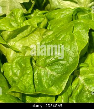 de belles feuilles de laitue mûre verte en lumière vive Banque D'Images