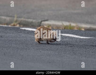 Jeune hérisson, erinaceus europaeus, marchant sur la route, Lancashire, Royaume-Uni Banque D'Images