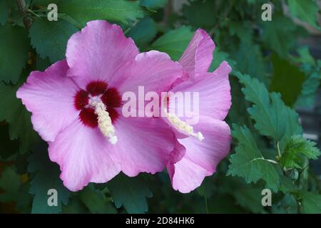 Rose de Sharon (Hibiscus syriacus). Appelé aussi la kétamia syrienne et la malow rose Banque D'Images