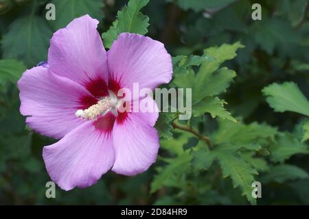 Rose de Sharon (Hibiscus syriacus). Appelé aussi la kétamia syrienne et la malow rose Banque D'Images