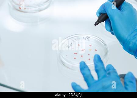 Scientifique féminine marquant une boîte de Petri avec une colonie de bactéries. Banque D'Images