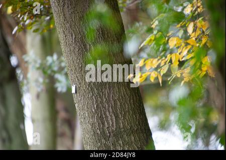 Aylesbury Vale, Buckinghamshire, Royaume-Uni. 26 octobre 2020. HS2 continue de tomber dans les bois anciens de Grim's Ditch dans Buckinghamshire. Certains des arbres du composé maintenant HS2 de cette ancienne forêt sont des arbres numérotés. Les militants écologistes anti HS2 affirment que HS2 n'a pas de permis de chauve-souris pour l'abattage dans ces anciennes terres boisées et qu'il est donc possible de commettre un crime contre la faune. La construction du train à grande vitesse de Londres à Birmingham met en péril 108 anciennes terres boisées, 33 SSIS et 693 sites fauniques. Crédit : Maureen McLean/Alay Banque D'Images