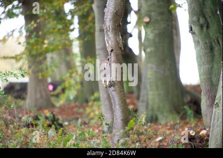 Aylesbury Vale, Buckinghamshire, Royaume-Uni. 26 octobre 2020. HS2 continue de tomber dans les bois anciens de Grim's Ditch dans Buckinghamshire. Certains des arbres du composé maintenant HS2 de cette ancienne forêt sont des arbres numérotés. Les militants écologistes anti HS2 affirment que HS2 n'a pas de permis de chauve-souris pour l'abattage dans ces anciennes terres boisées et qu'il est donc possible de commettre un crime contre la faune. La construction du train à grande vitesse de Londres à Birmingham met en péril 108 anciennes terres boisées, 33 SSIS et 693 sites fauniques. Crédit : Maureen McLean/Alay Banque D'Images