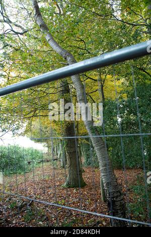 Aylesbury Vale, Buckinghamshire, Royaume-Uni. 26 octobre 2020. HS2 continue de tomber dans les bois anciens de Grim's Ditch dans Buckinghamshire. Certains des arbres du composé maintenant HS2 de cette ancienne forêt sont des arbres numérotés. Les militants écologistes anti HS2 affirment que HS2 n'a pas de permis de chauve-souris pour l'abattage dans ces anciennes terres boisées et qu'il est donc possible de commettre un crime contre la faune. La construction du train à grande vitesse de Londres à Birmingham met en péril 108 anciennes terres boisées, 33 SSIS et 693 sites fauniques. Crédit : Maureen McLean/Alay Banque D'Images