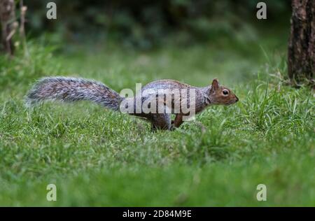 Écureuil gris de l'est, Sciurus carolinensis, courant à travers l'herbe, Lancashire, Royaume-Uni Banque D'Images