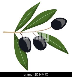 Olives noires sur la branche. Illustration de style dessin animé isolée sur fond blanc. Illustration de Vecteur