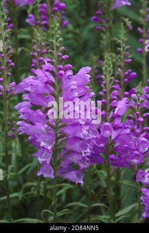 Plante obéissante (Physosososgia virginiana). Appelé obéissance et Faux Dragonhead aussi Banque D'Images