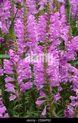 Plante obéissante (Physosososgia virginiana). Appelé obéissance et Faux Dragonhead aussi Banque D'Images