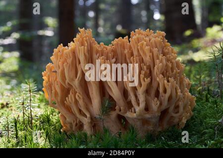 Champignon non comestible Ramaria largentii dans la forêt humide d'épinette. Champignons de corail poussant dans la mousse. Banque D'Images