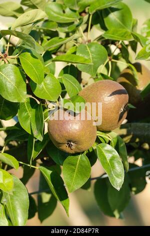 Close-up of Black Worcester poires sur tree aussi connu sous le nom de "gardien" de Parkinson) European Poirier (Pyrus communis) Banque D'Images