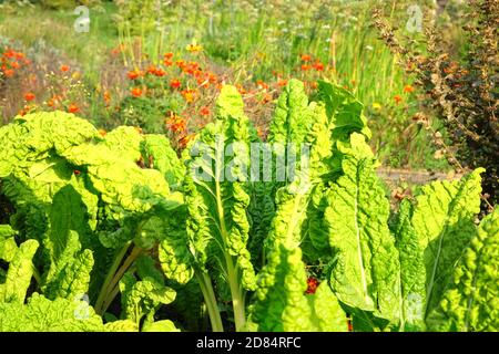 La salade grandit dans le potager. Feuille de kale biologique dans l'agriculture et la récolte. Culture de légumes verts à la maison, en gros plan. Banque D'Images