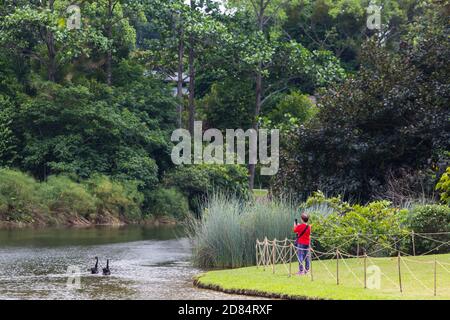 Une femme asiatique chinoise en chemise rouge à l'aide d'un téléphone portable pour prendre photo paire de cygne noir nageant dans le lac. JARDINS BOTANIQUES DE SINGAPOUR Banque D'Images