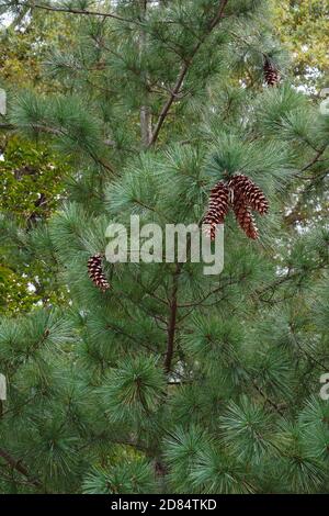 PIN d'ayacahuite (Pinus ayacahuite). Appelé pin blanc mexicain aussi. Inclus dans la liste rouge des menaces de l'Union internationale pour la conservation de la nature Banque D'Images