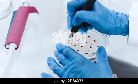 Gros plan. Scientifique marquant une boîte de Petri avec des bactéries virales. Banque D'Images