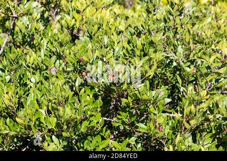 Pistacia lentiscus L, communément appelé lentille ou mastic est un arbuste dioïque à feuilles persistantes ou petit arbre du genre Pistacia, mesurant jusqu'à 4 m de haut Banque D'Images