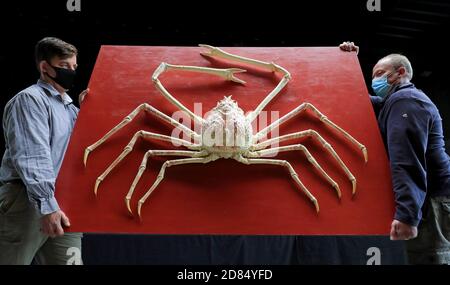 Un crabes araignée japonaise géant rare (estimation GBP 8000-12,000) est déplacé dans la salle de vente lors d'un aperçu de la prochaine vente Evolution à Summers place Auctions, Billinghurst, West Sussex. Banque D'Images