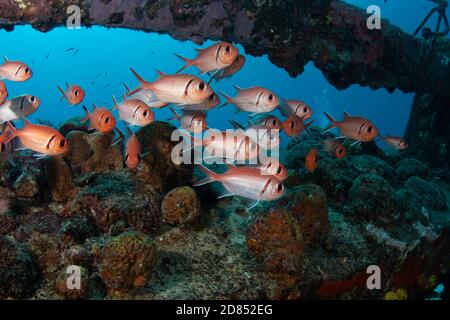 Le Soliterfish de Blackbar (Myripristis jacobus) sur le pont divesite sur l'île de Sint Maarten, Antilles néerlandaises Banque D'Images