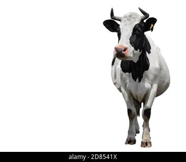 Vache noire et blanche à pois pleine longueur isolée sur blanc. Vache gros plan. Animaux de ferme Banque D'Images