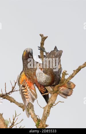 Kaka (Nestor meridionalis) île Stewart, Nouvelle-Zélande Banque D'Images