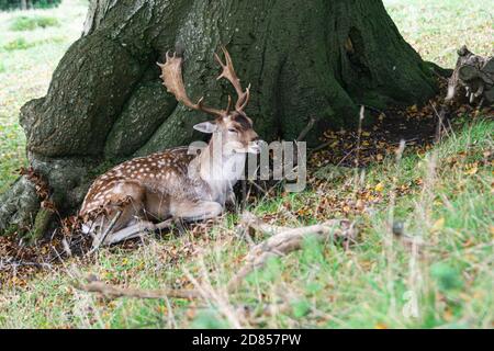 Un cerf de Virginie (Dama dama) assis à côté d'un arbre Banque D'Images