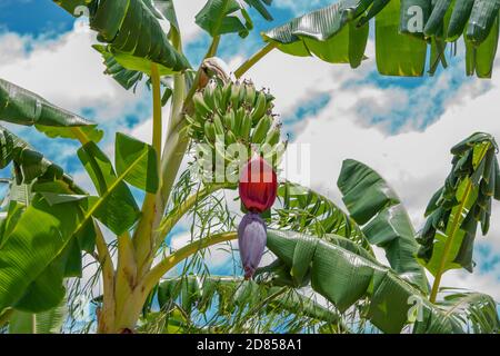 Bouquet de fruits de banane sur le palmier, croissant dans le jardin. Banque D'Images